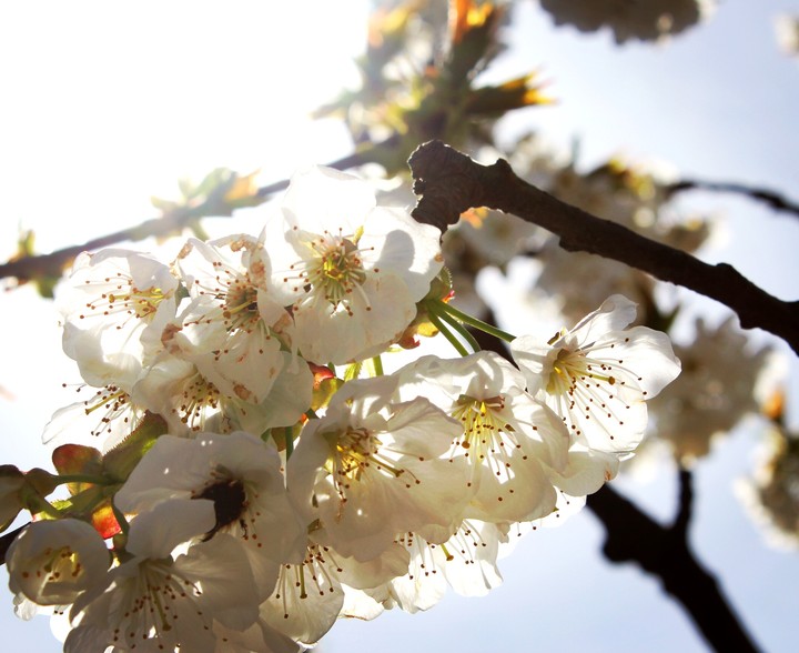 cherry flowers
