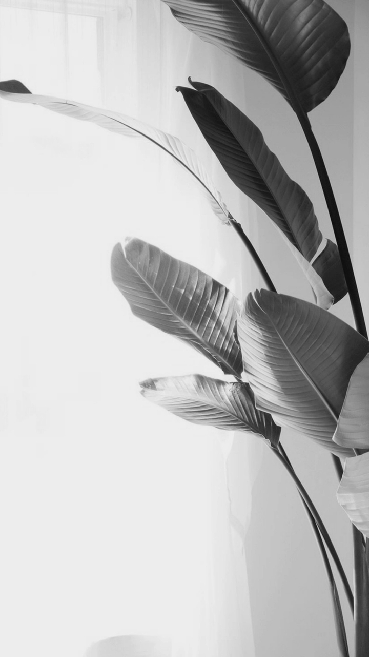 Monochrome
