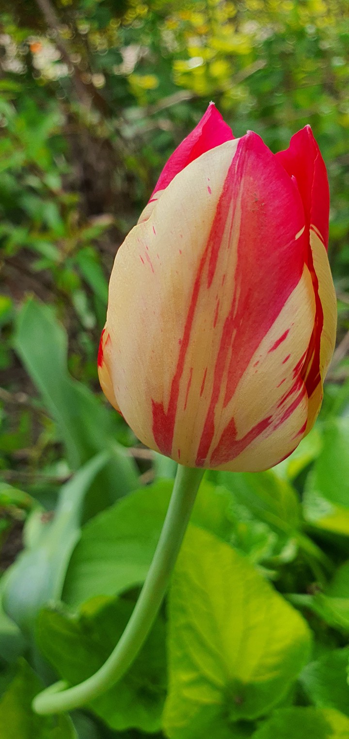 tulip