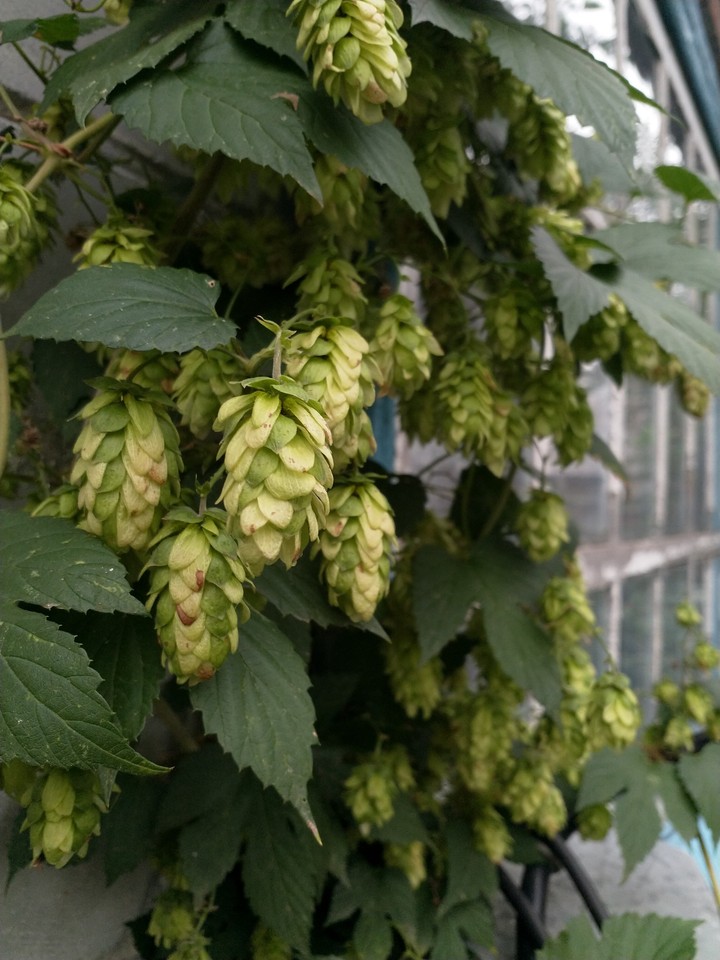 Hop