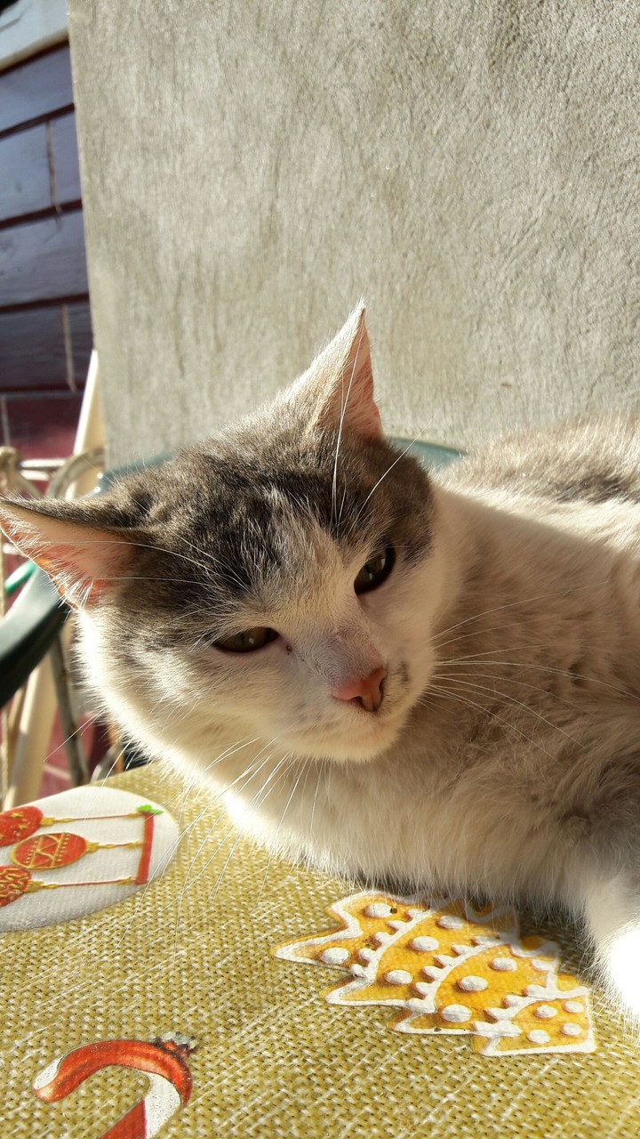 Cat