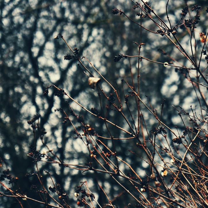 Branches in winter. Macro.