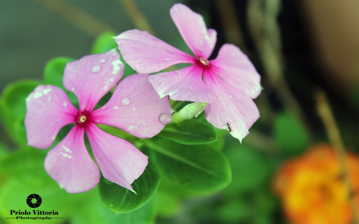 Flowers details