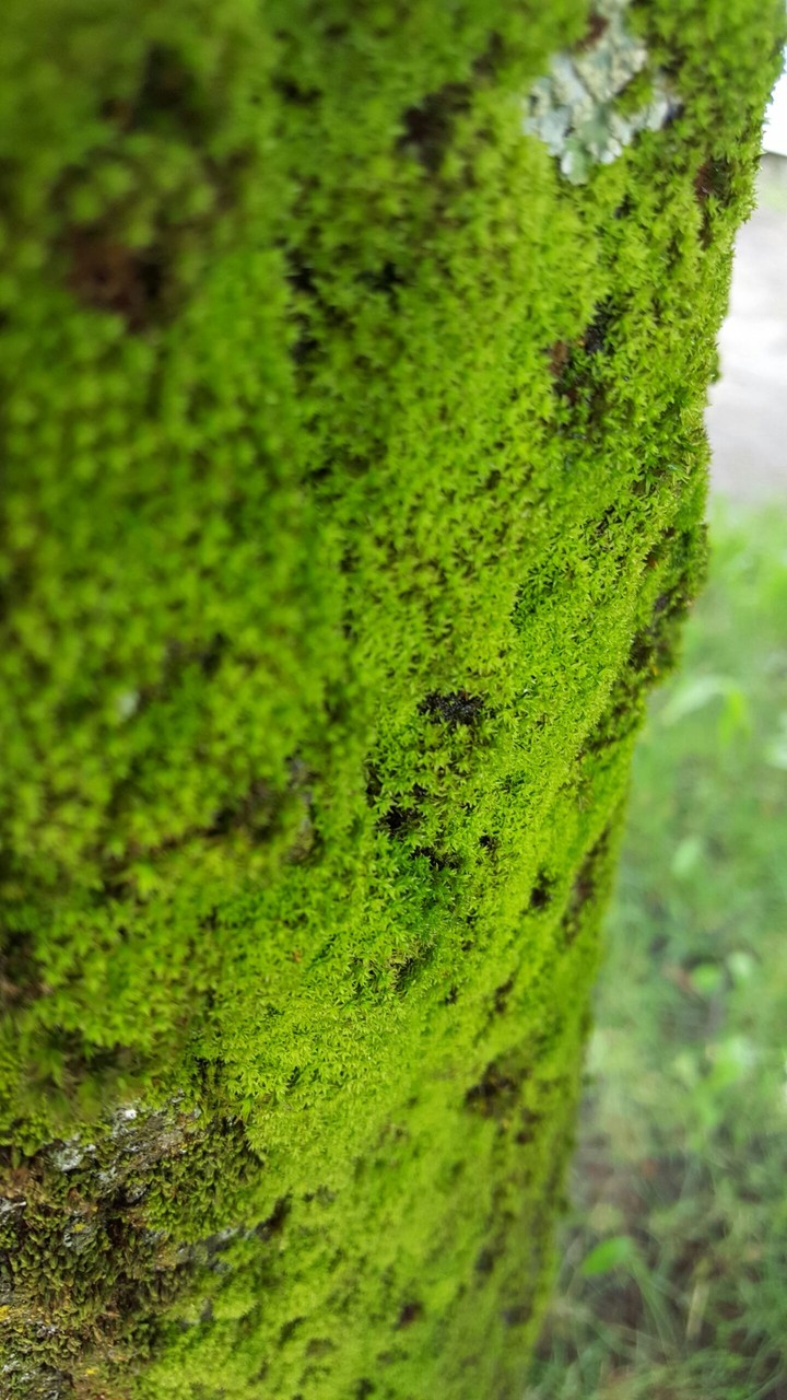 green nature