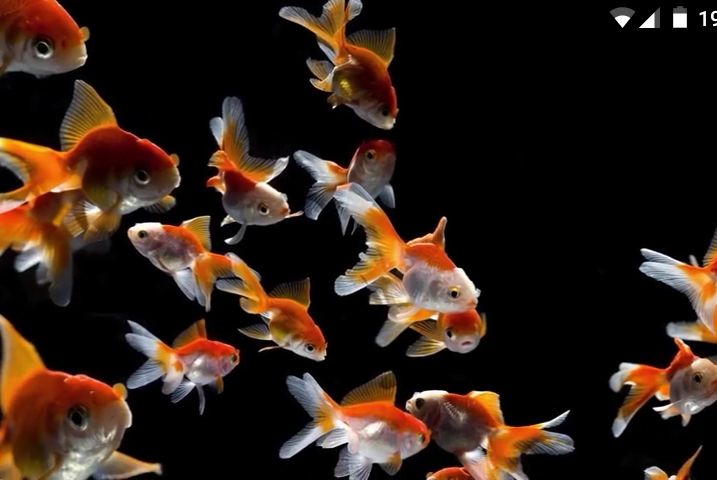 Fische