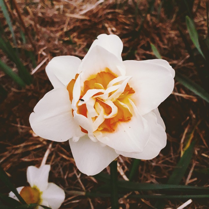 daffodil