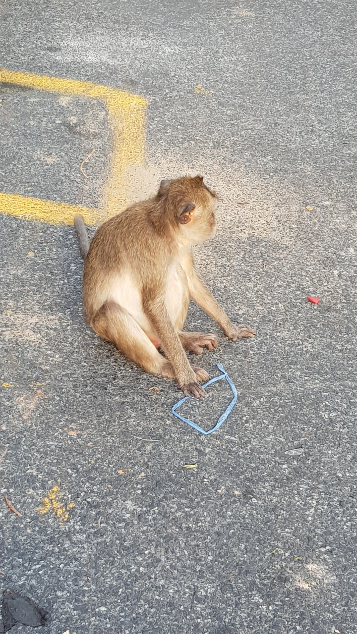 Monkey at Khao Sam Muk, Thailand