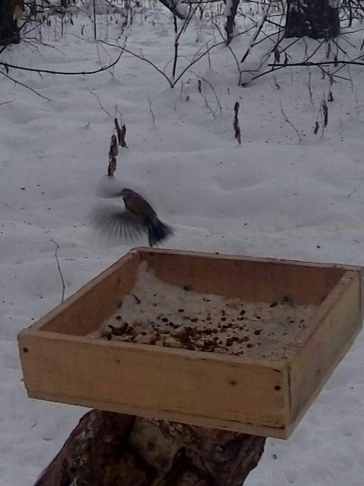 Animal's eat in forest
