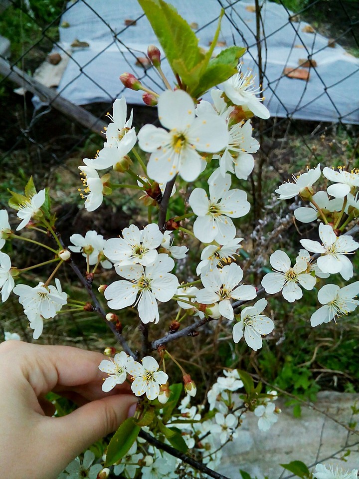 Flowers