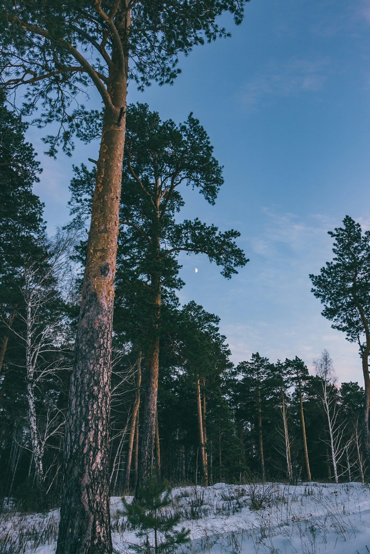 winter wood