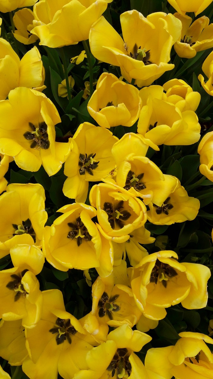 yellow dream
