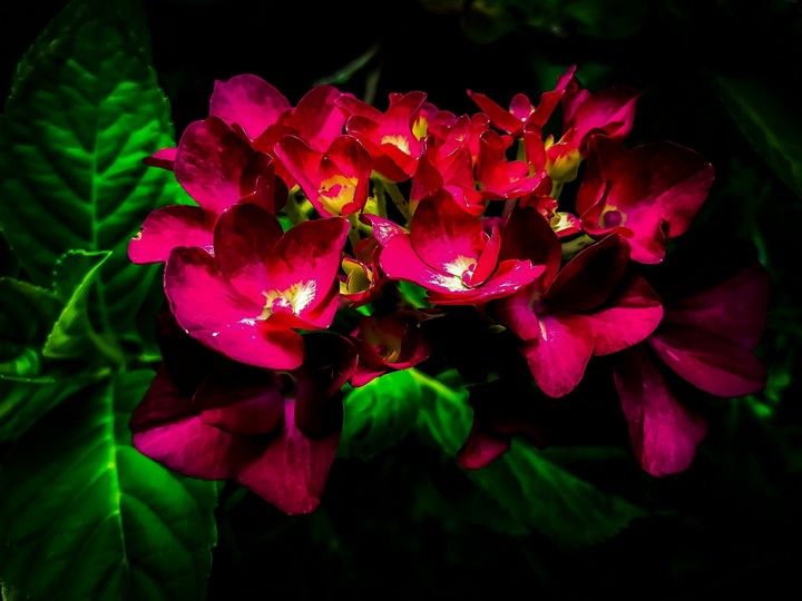 flower in the dark