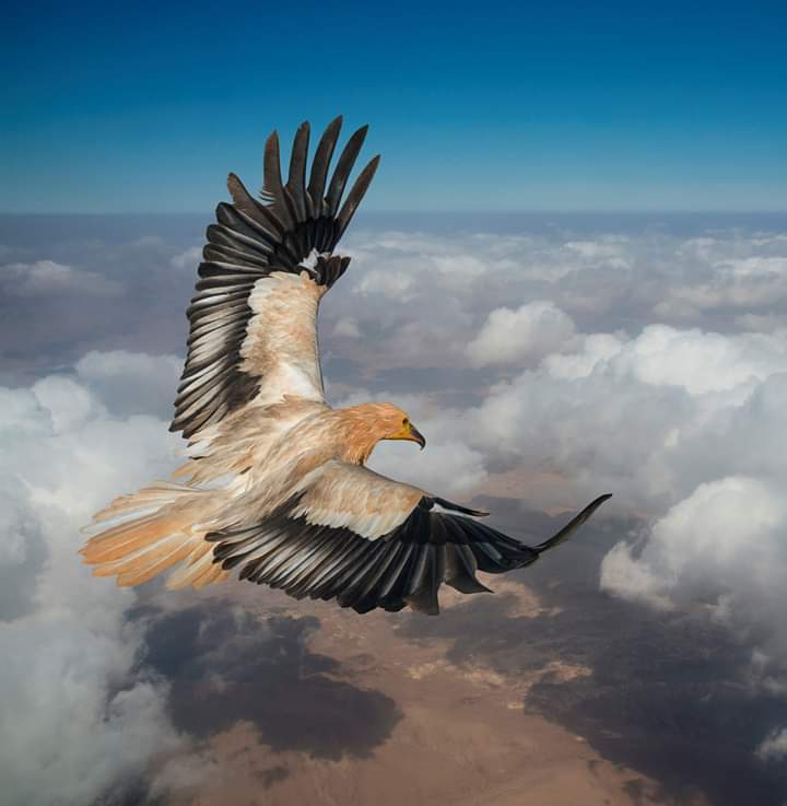 aigle.