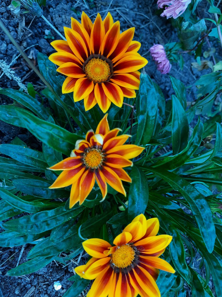 flowers