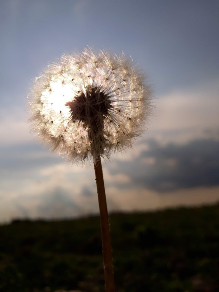 Noble dandelion