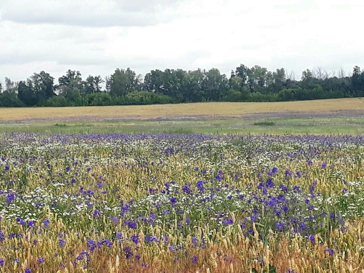 Russian field