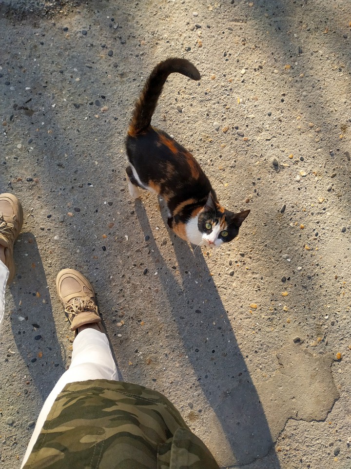 котик