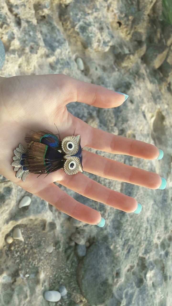 beach sunset owl