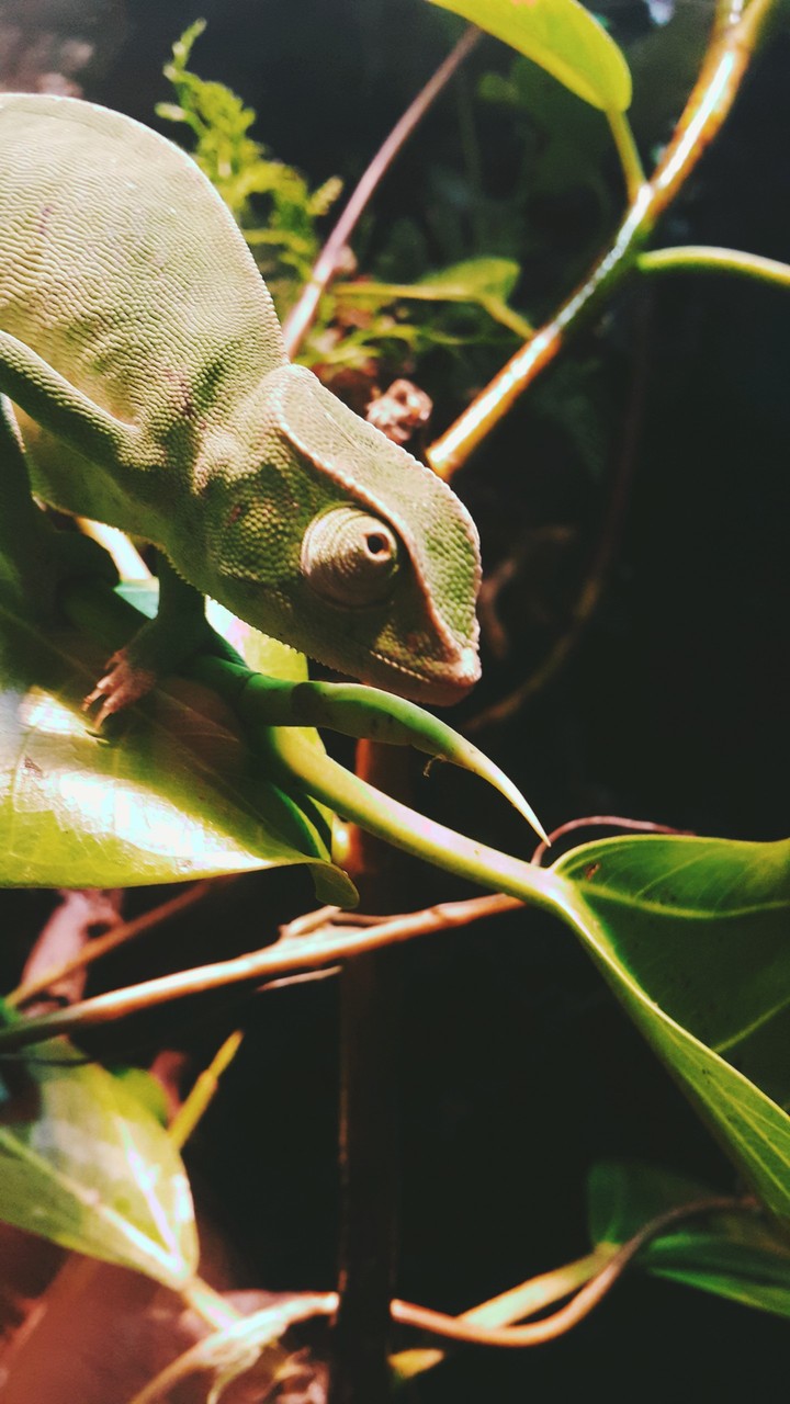 cameleon