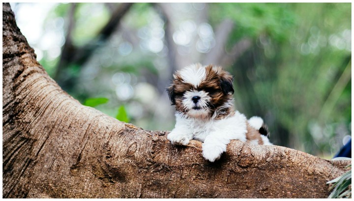 Shih tzu