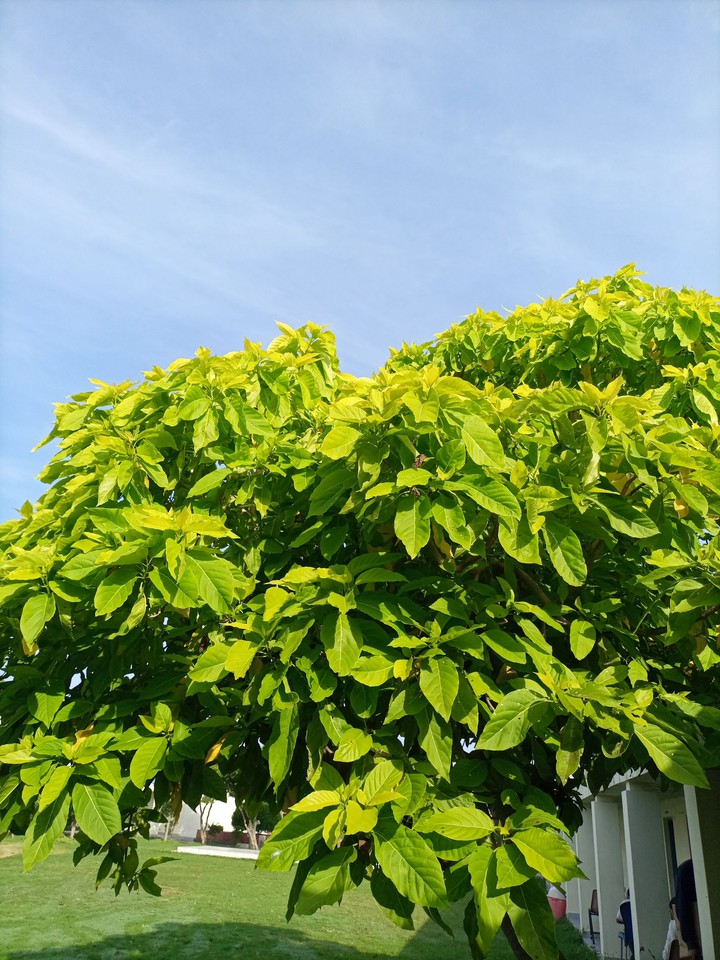 green and blue
