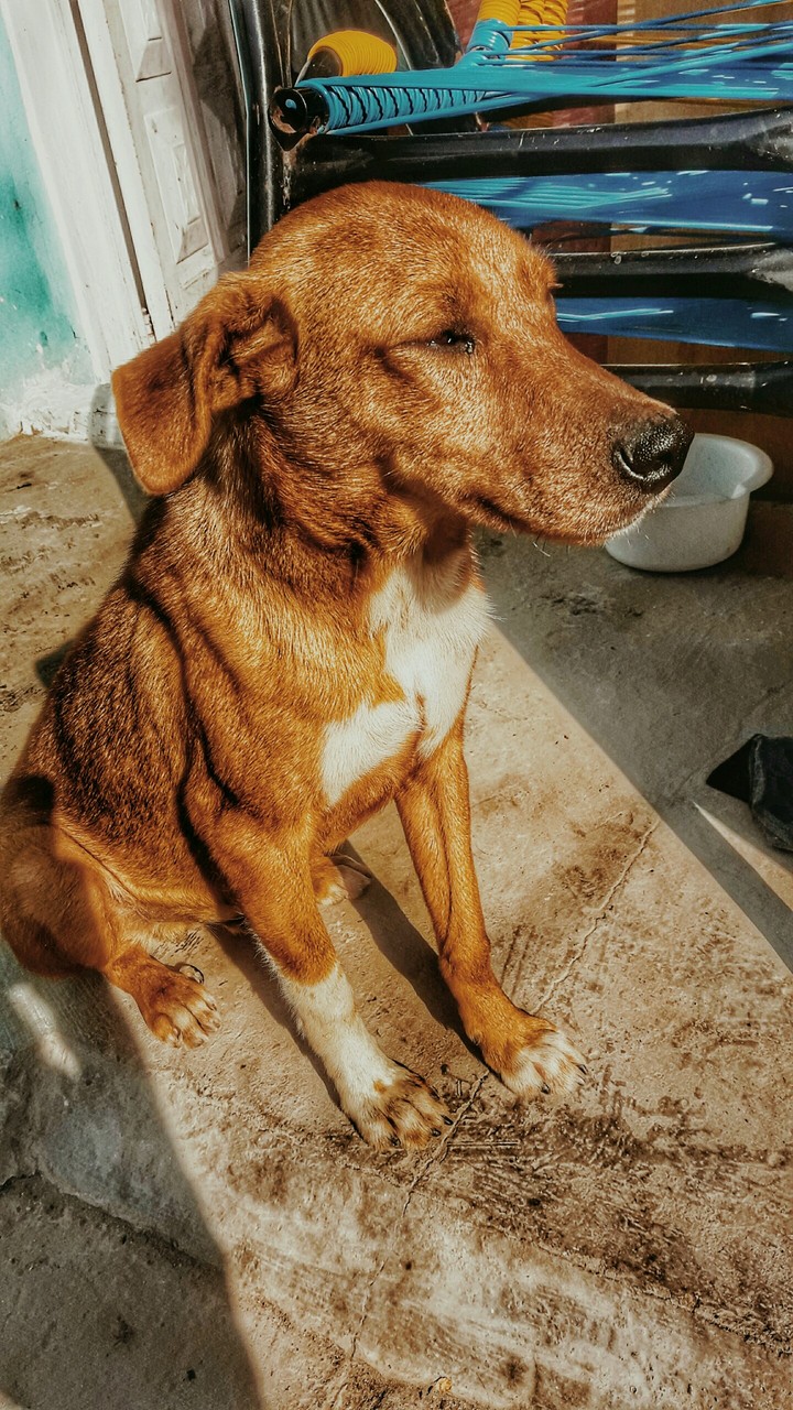 dog