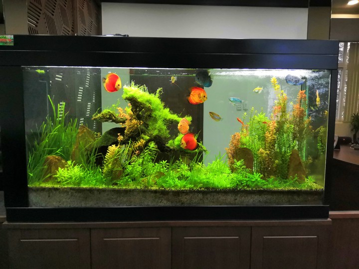 Aquatic aquariums