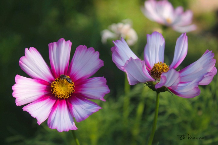 O.V. ❇️❤️❇️ from my garden