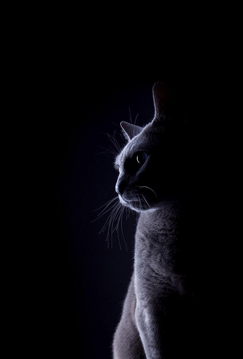 котик