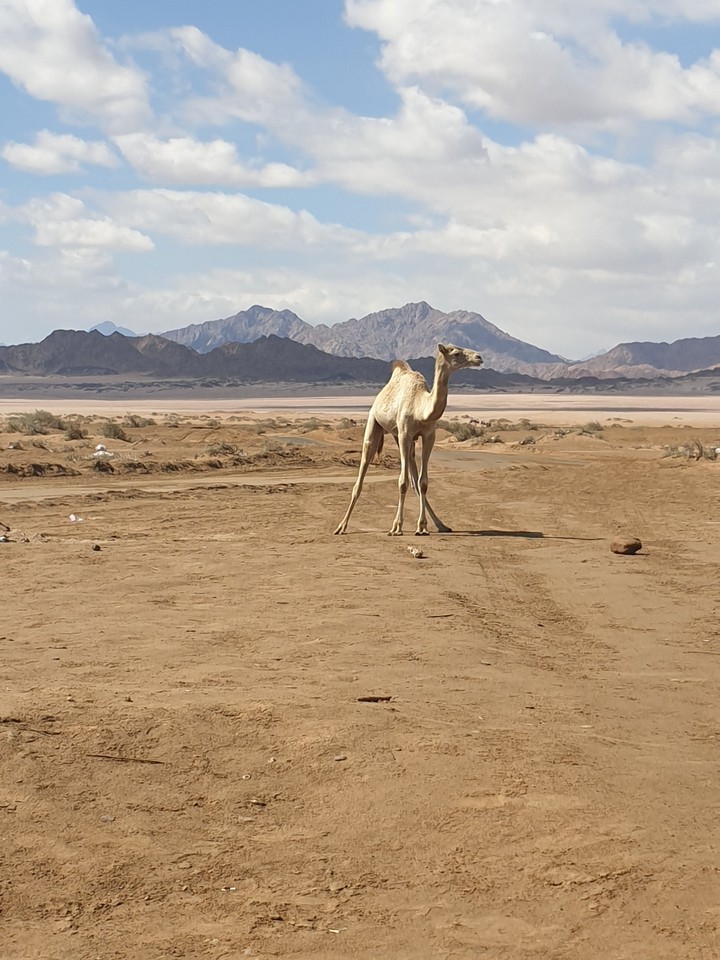 Egypt