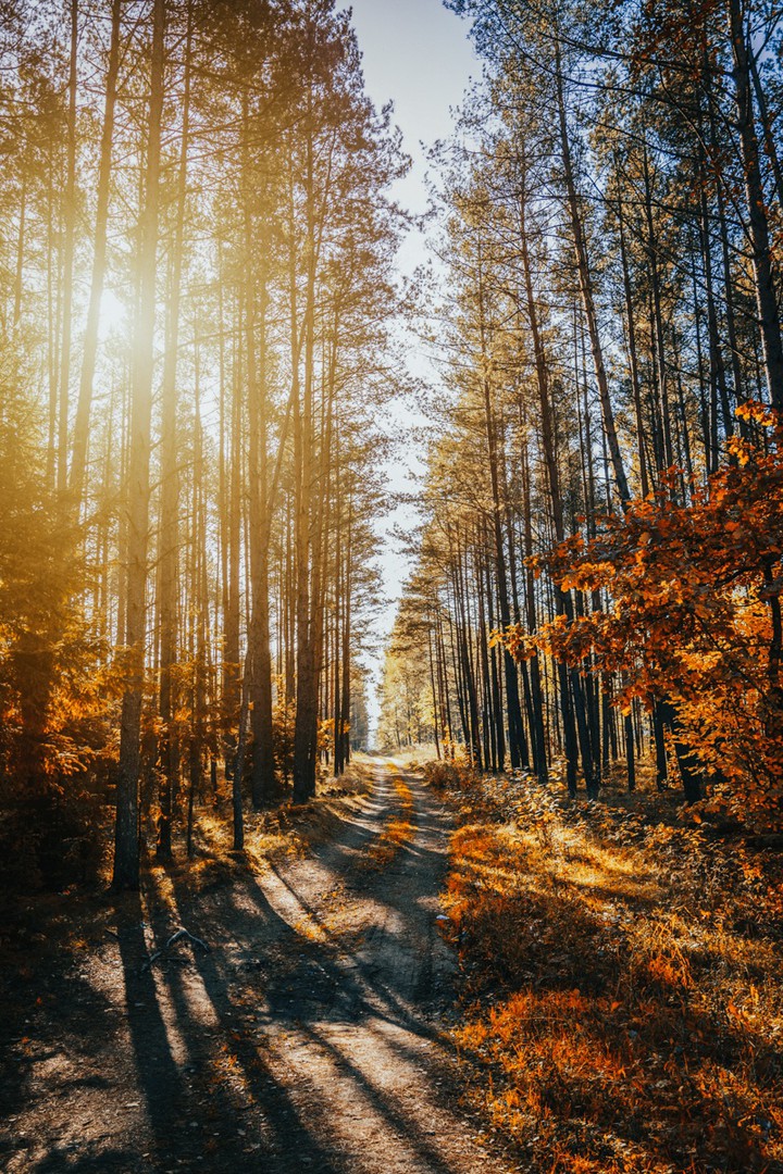 forest road
