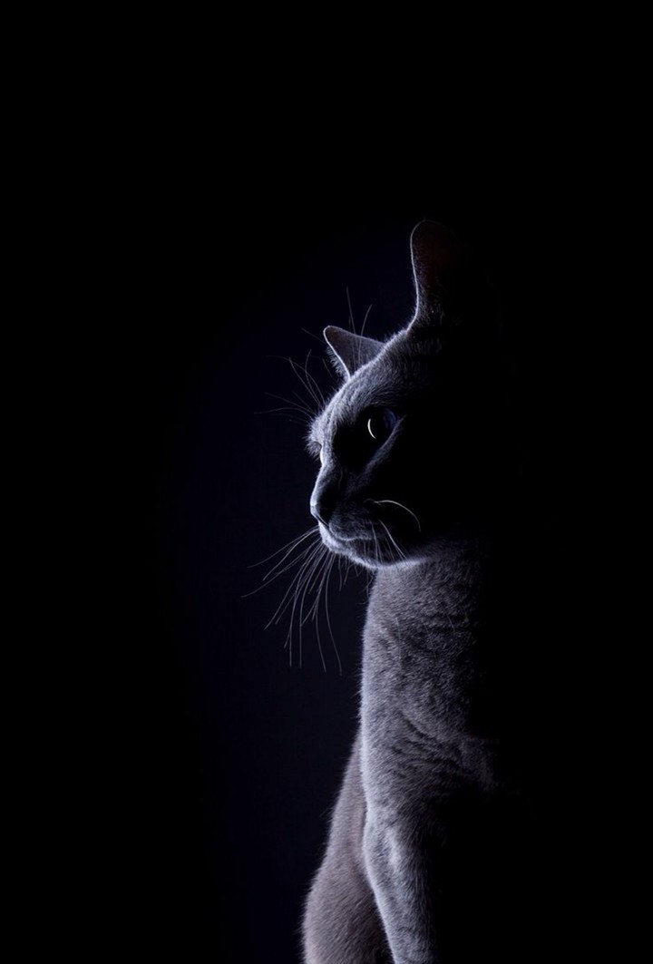 котик