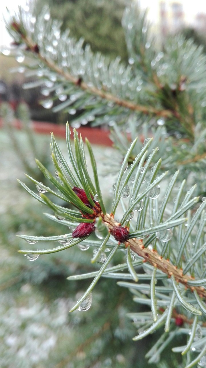 Branch
