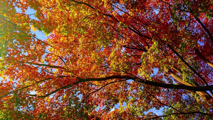 colors of autumn