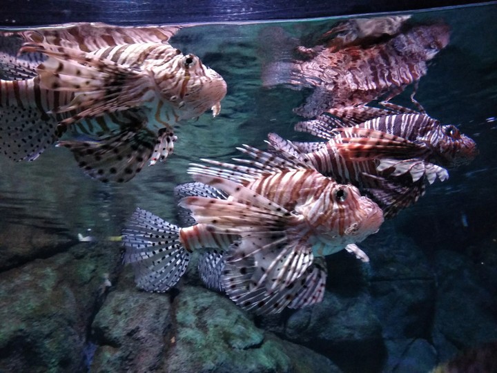 beautiful fish