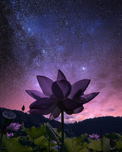 тапети blue, lotus