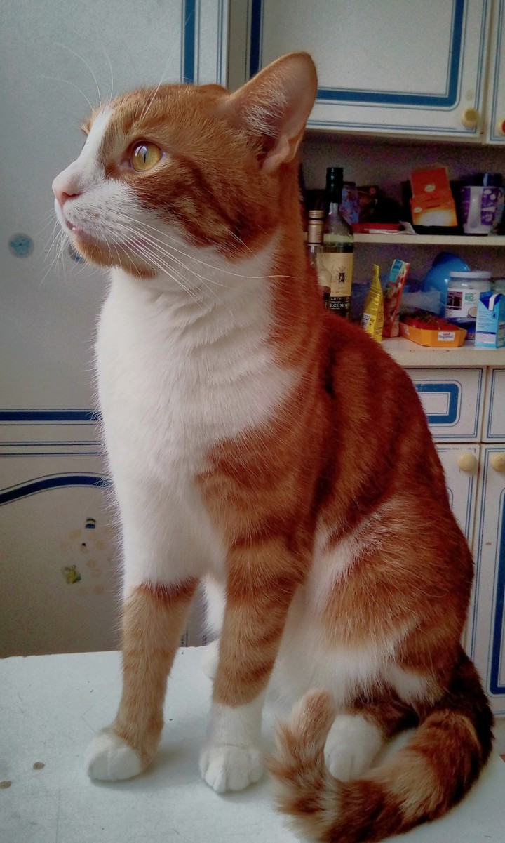 In ganzer Pracht, Puschi der Tiger.