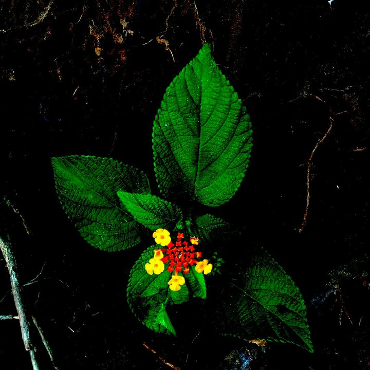 forest flower.