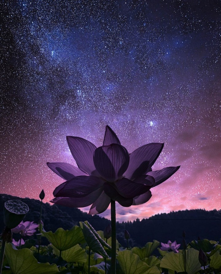☆°•♡~✯✯✯~♡•°☆
