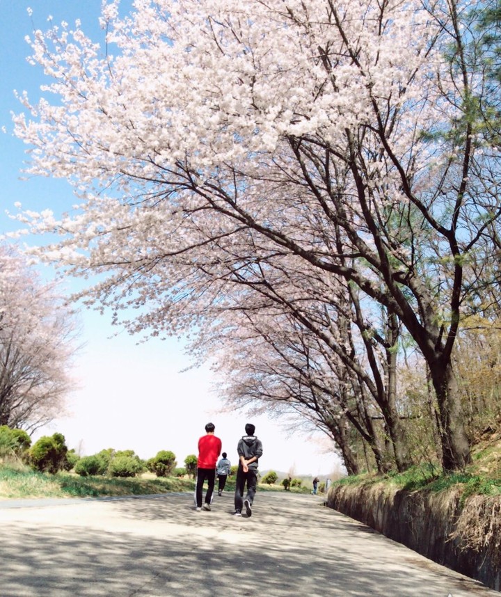 광덕산 벚꽃나무