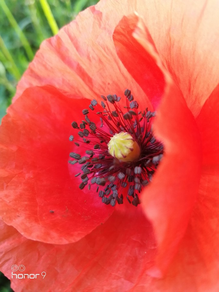 poppy