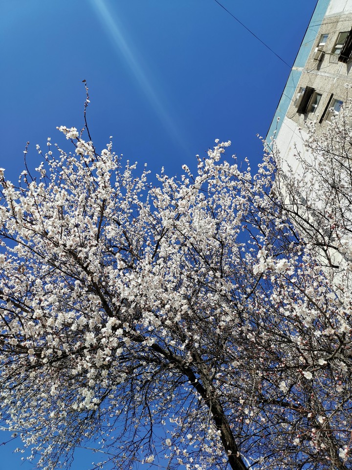 Blooming February