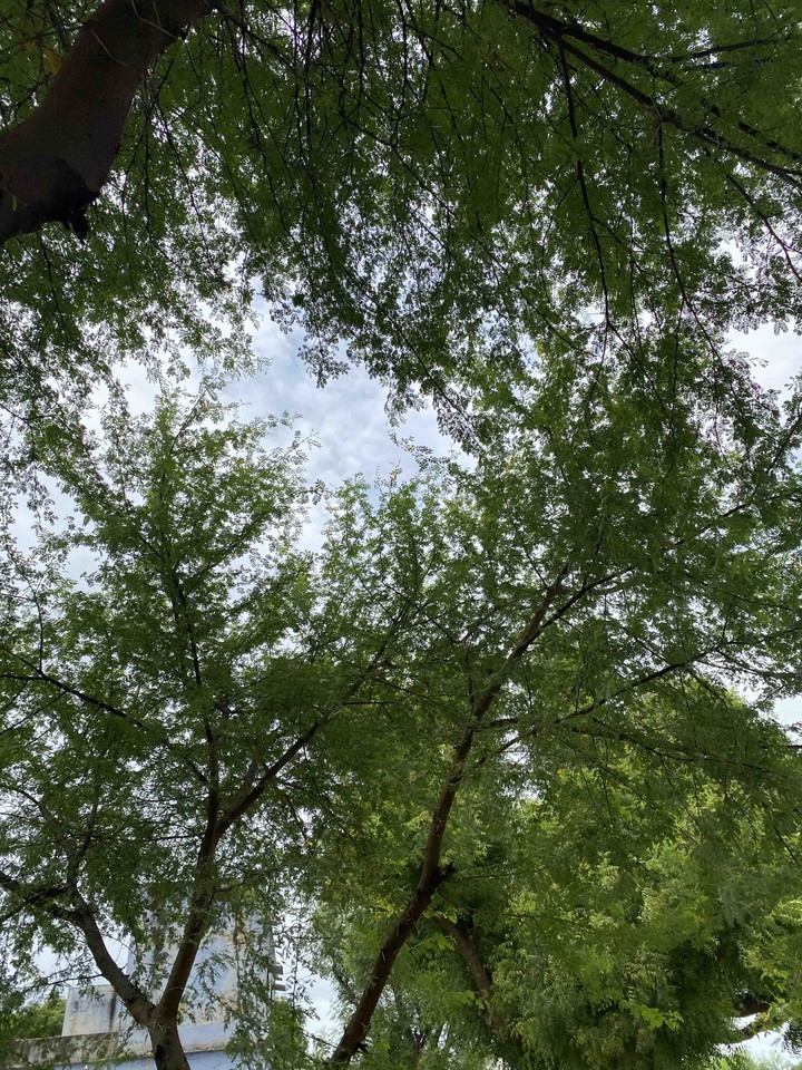 Towards sky