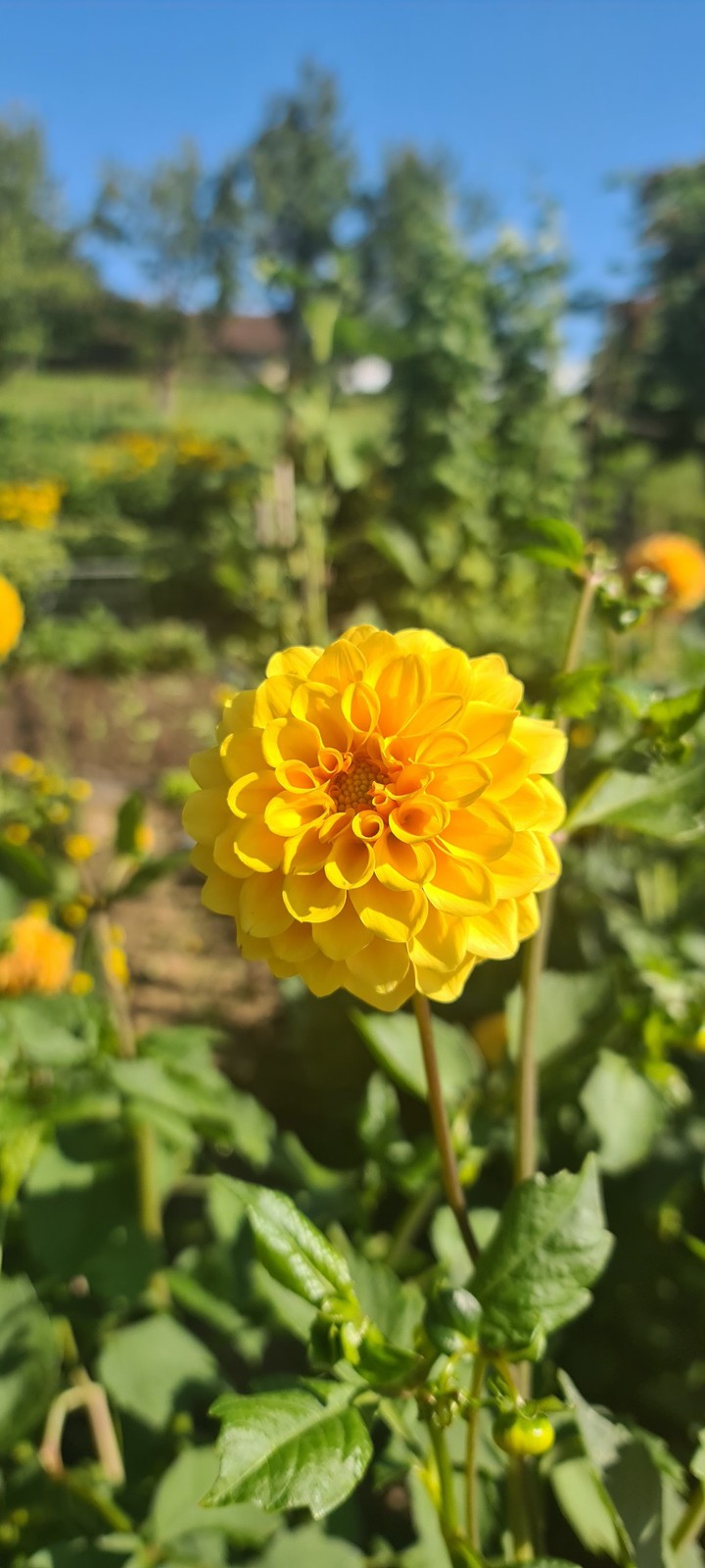 flower