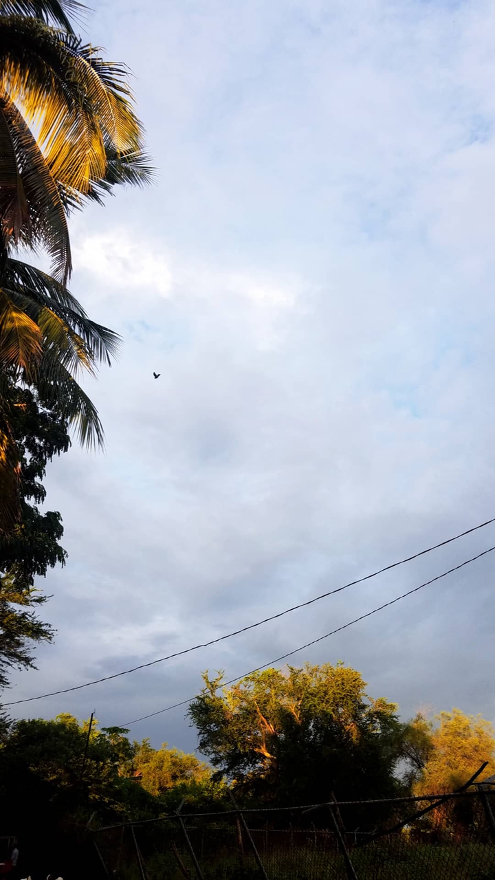 Tarde yellow.