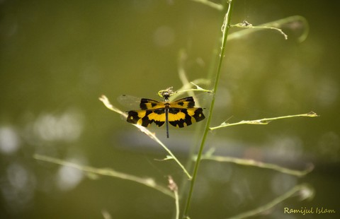 Dragonfly