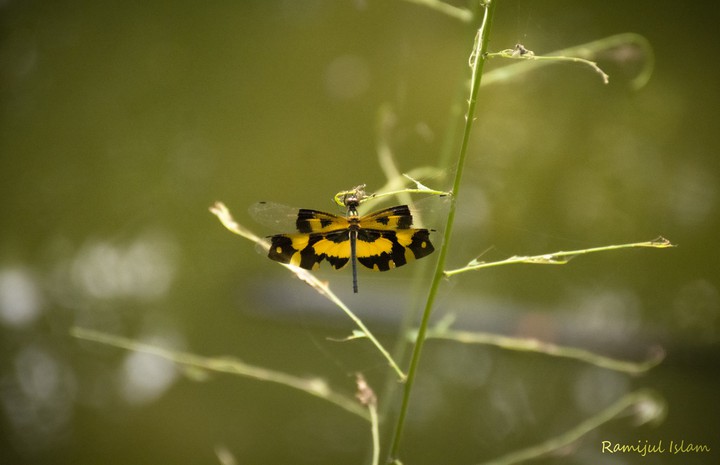 Dragonfly