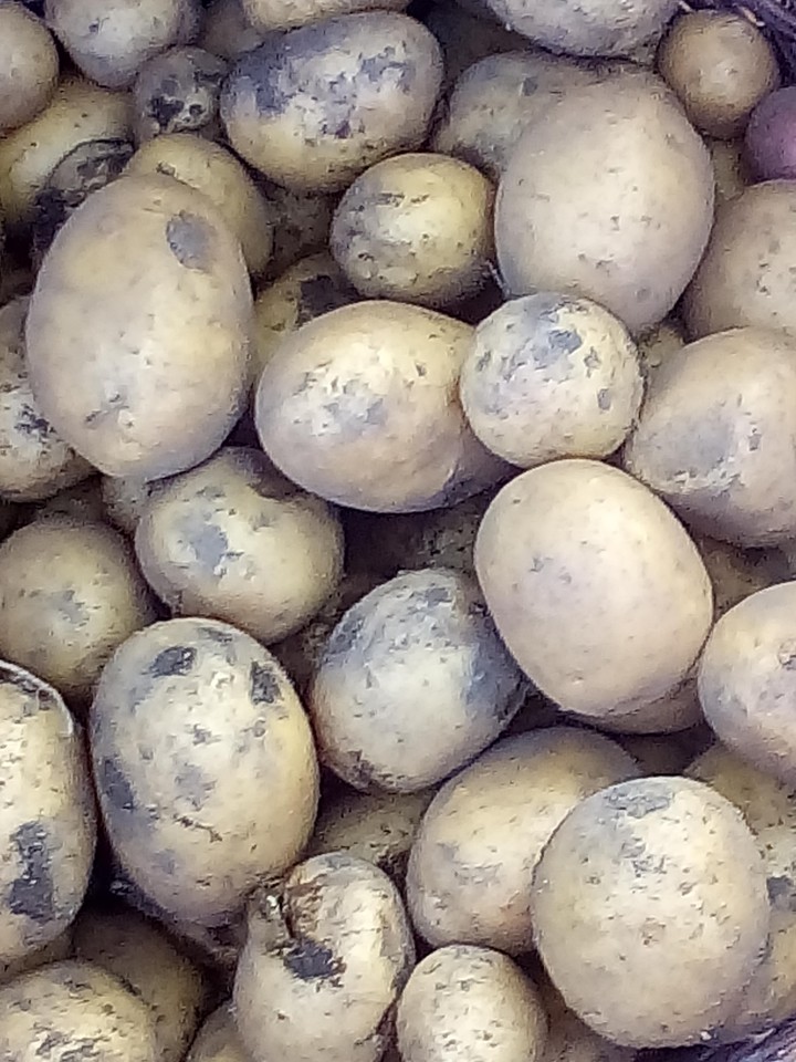 Eigene ernte von der Gartensscholle.