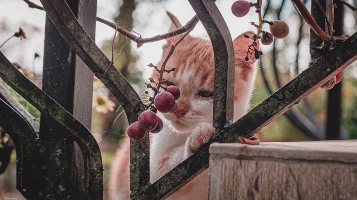 Well, that's my cat