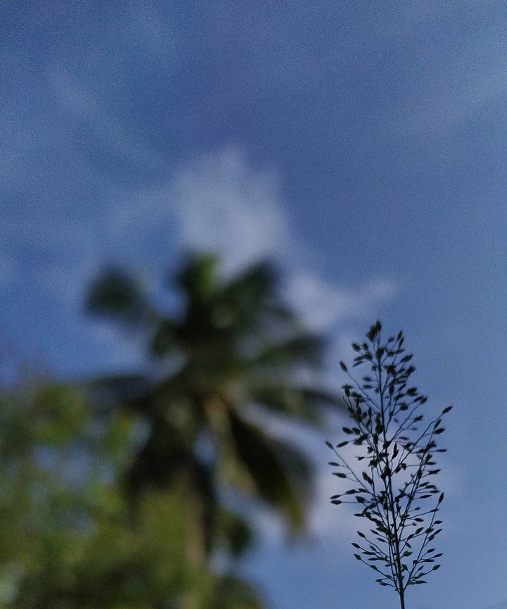 grass blurred